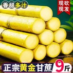 正宗黄皮甘蔗新鲜水果9斤当季特产绿皮黄金青皮果蔗手撕脆皮包邮