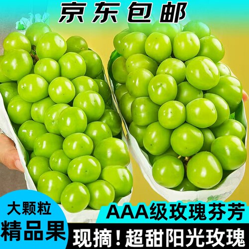 正宗阳光玫瑰葡萄新鲜水果青提提子应季云南无籽自提无核精品大果