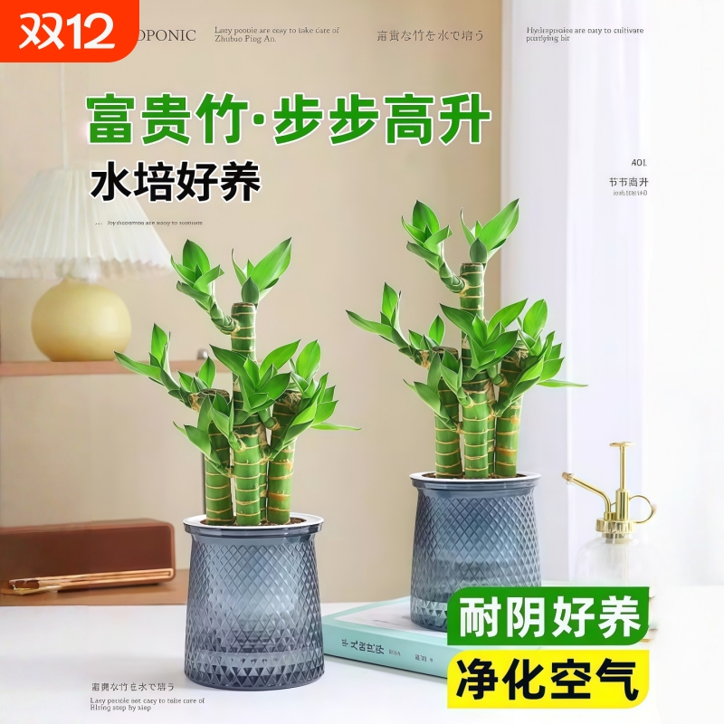 富贵竹盆栽招财竹步步高绿植
