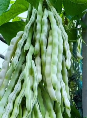 摘不败架豆王种子无筋四季豆高产四季豆角种籽子芸豆长豆角九粒