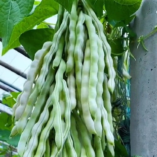 摘不败精品架豆王种子无筋四季豆种子高产早熟四季豆角种籽子