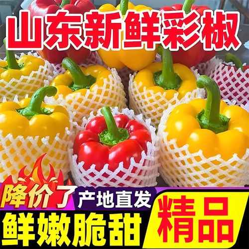 寿光五彩甜椒生吃水果彩椒青椒红黄绿圆椒辣椒新鲜现摘当季蔬菜