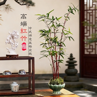 红竹苔藓球观音竹子盆栽水培植物景观凤尾竹米竹客厅桌面观赏盆景