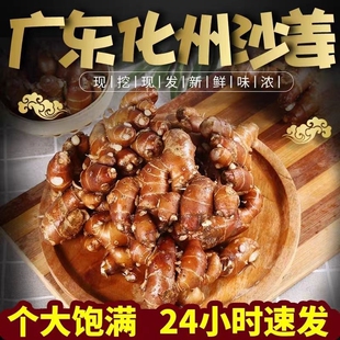 广东沙姜批发挖沙新鲜白切辛辣农家正宗椰子自种配料特产整箱生姜