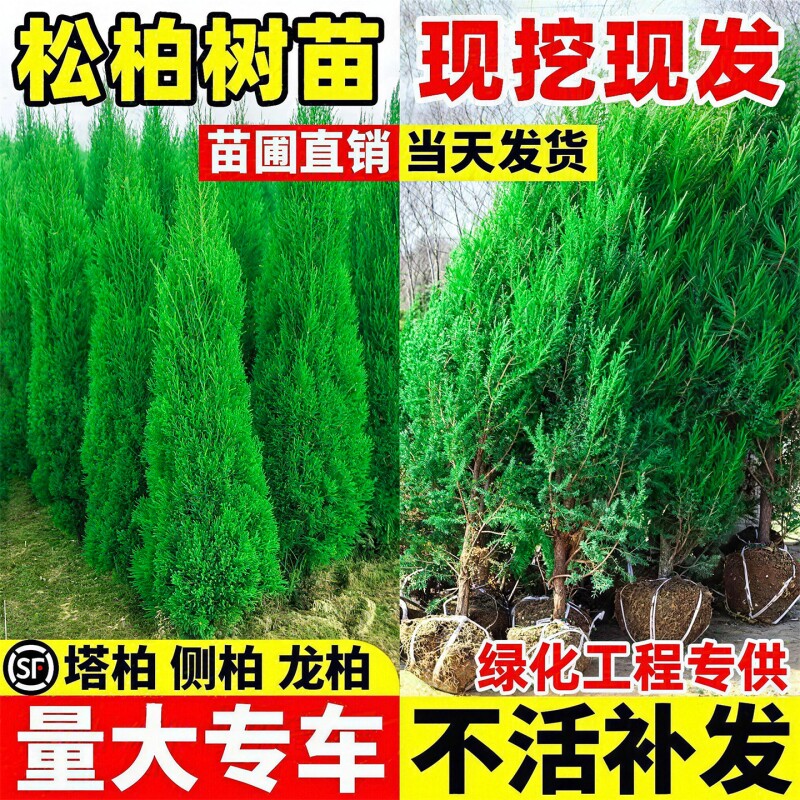 松柏树苗四季常青柏树塔柏侧柏墓前树苗道路绿化耐寒易活绿篱植物
