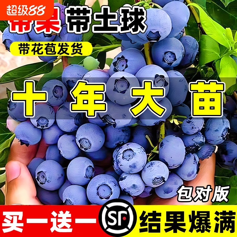 蓝莓树果苗南方北方果树盆栽地栽特大蓝莓苗种植好养结果草莓天后
