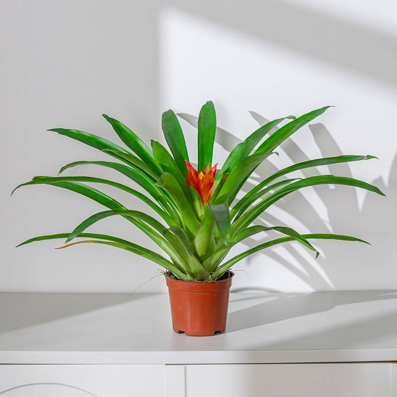 鸿运当头盆栽小红星绿植阳台办公室四季开花好养净化空气凤梨植物