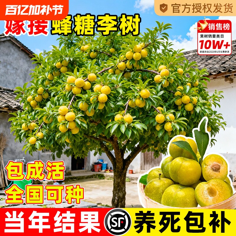 蜂糖李子树苗新品种果树果苗盆栽四川嫁接种植黄金庭院老桩结果