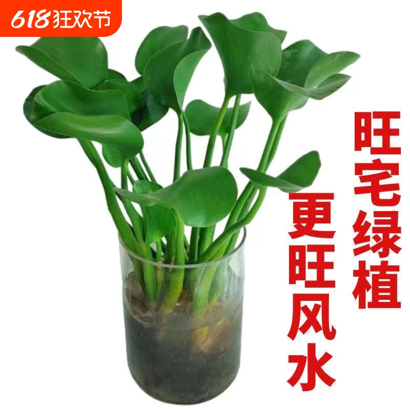 招财元宝水培植物水养发财树净化空气观赏绿植花卉好懒人易养活