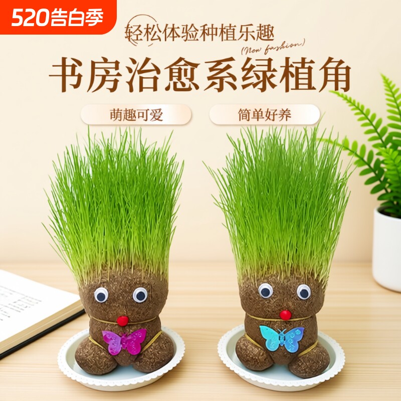 趣味长草娃娃小盆栽草头娃娃猫草桌面水培绿植好养儿童观察小植物