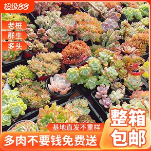 多肉植物室内小盆栽大颗好养阳台组合仙人掌球绿植花卉老桩客厅