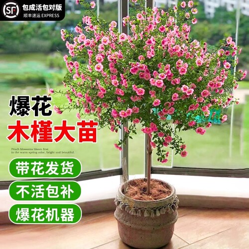 木槿花盆栽重瓣树苗蓝雪花四季小木槿棒棒糖小苗食用新鲜四季开花