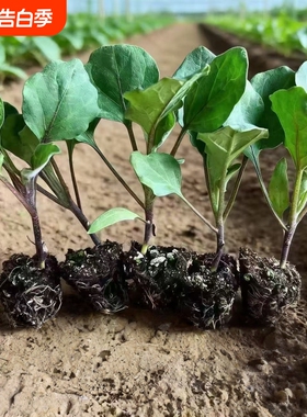 大龙长茄子秧苗长茄子秧苗黑色茄子苗带土秧苗茄秧苗四季绿植盆栽