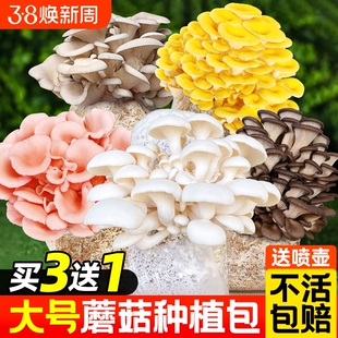 新鲜蘑菇种植包可食用菌种菌包幼儿园儿童家庭新鲜菌棒懒人盆栽