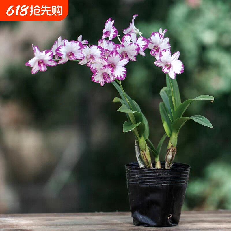 白泼墨秋石斛兰花苗盆栽好养水培花卉绿植冬带花开花蝴蝶粉黛花期