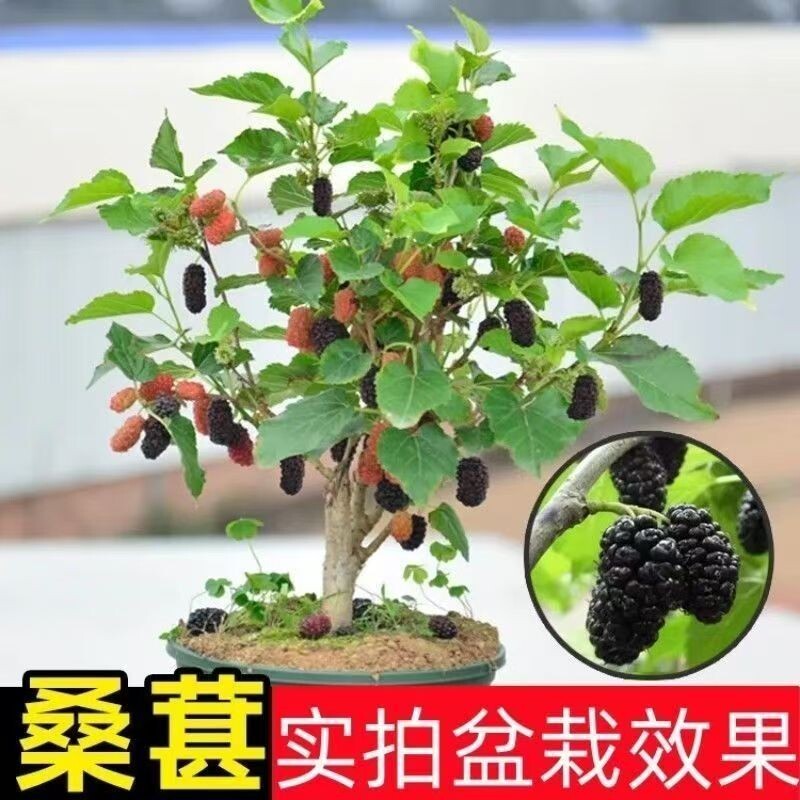 桑葚树苗嫁接无籽桑苗南北方种植台湾四季长果盆栽室内阳台庭院种