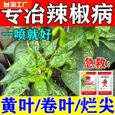 辣椒病毒黄叶卷叶烂尖专用肥料