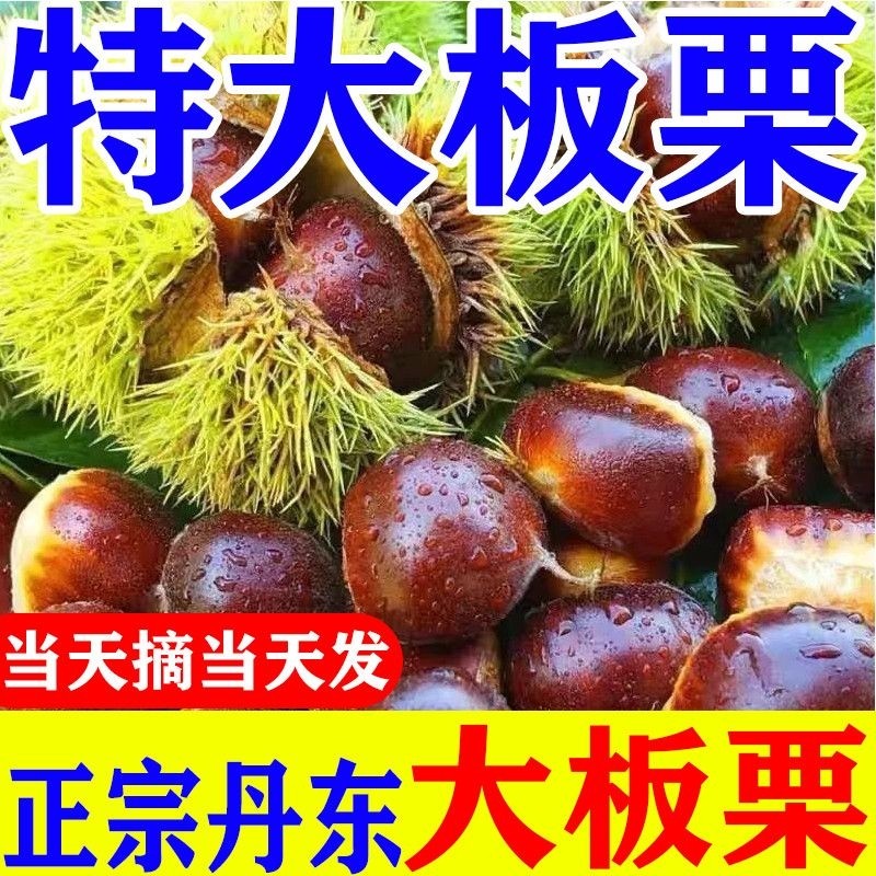 新鲜板栗生栗子超大号丹东板栗非油毛栗子蔬菜批发价整箱包邮现摘