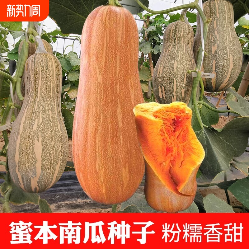 蜜本南瓜种子细春夏秋四季蔬菜种籽早栗长密本种植当季香甜品种