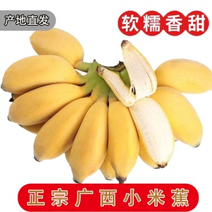 包邮 正宗广西小米蕉香蕉当季 新鲜水果小香蕉苹果蕉自然熟粉蕉