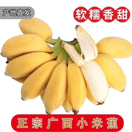 正宗广西小米蕉香蕉当季新鲜水果小香蕉苹果蕉自然熟粉蕉包邮