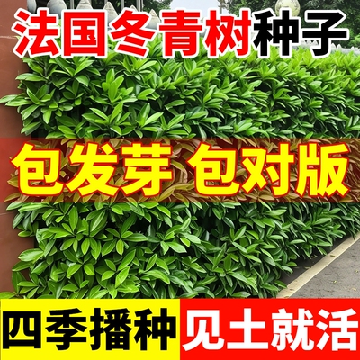法国冬青树种子大叶常青绿篱笆围墙北海道黄杨绿化苗庭院厂区珊瑚