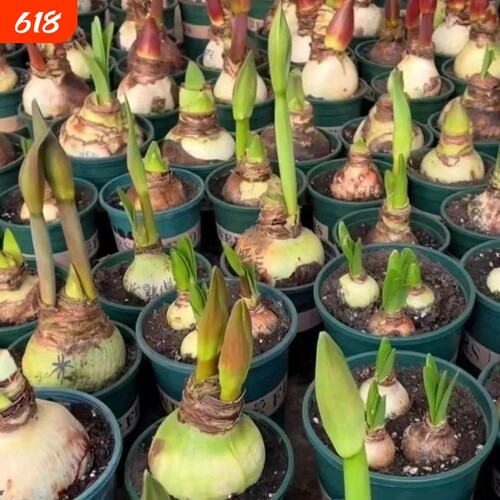 荷兰进口重瓣朱顶红种球室内外盆栽花卉值物易活特大开花种植花盆