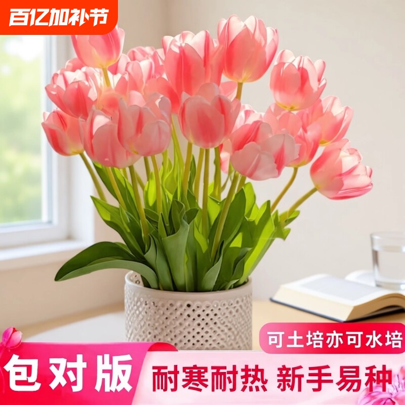 郁金香种球可水培花卉室内阳台盆栽地载绿植植物客厅开花办公室