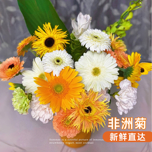 非洲菊鲜花家用插花鲜切水培花卉云南基地直发真花牡丹菊观赏花束