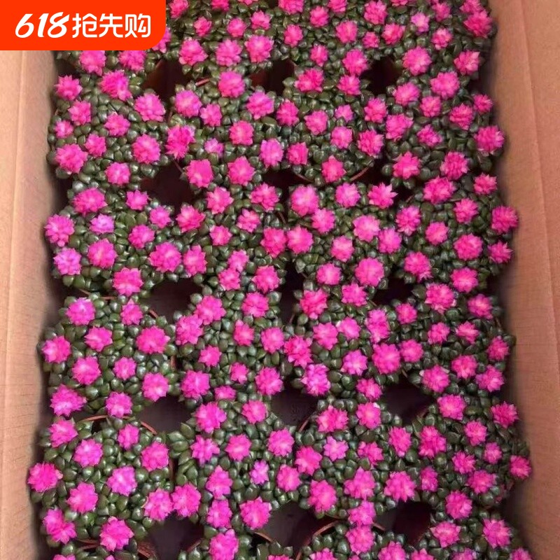 多肉植物吹雪之松锦绿植花卉招财卡日松办公室桌面盆栽带盆栽好