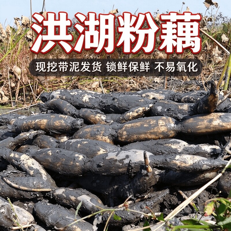 正宗洪湖粉藕新鲜现挖湖北特产蔬菜粉糯起沙煲汤莲藕老少都爱香甜