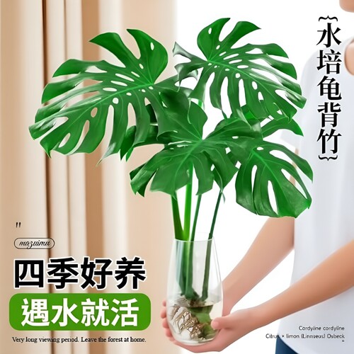 龟背竹大叶水培绿植室内好养