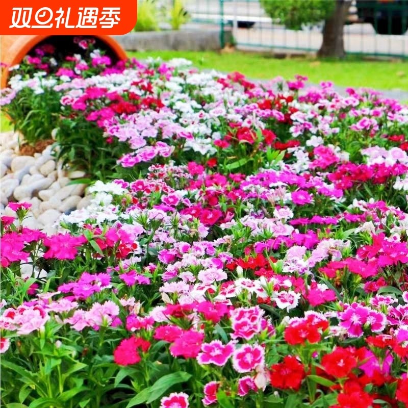 欧石竹花种籽子五彩常夏美国红色石竹花四季播种易活盆栽矮花种子