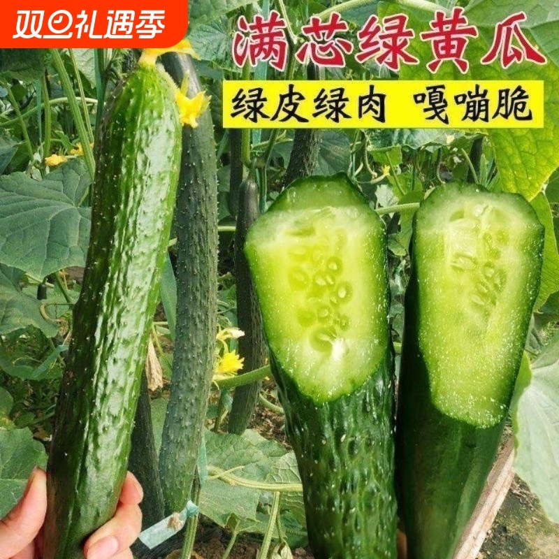 绿心津研黄瓜种子强雌耐热水黄瓜种籽四季高产盆栽菜种子水果