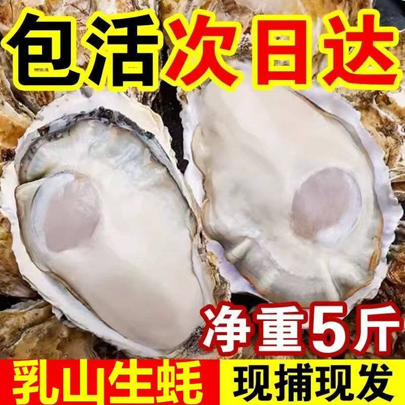 鲜活大生蚝/海蛎子
