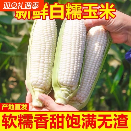白糯牛奶玉米新鲜现摘现发