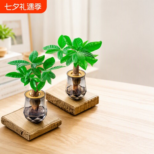 发财树水培植物室内盆栽办公室客厅花卉绿植四季好养老桩桌面盆景