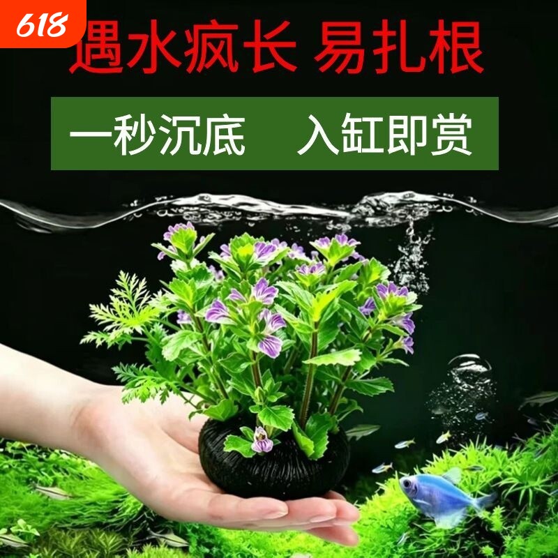 水罗兰坨草 古法养鱼必备 阴性真草 吸收氨氮 造景好养活增氧净水