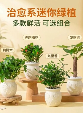 发财树浮雕盆桌面迷你绿植盆栽九里香易活小植物虎皮客厅白玉种植