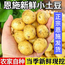 2025新鲜黄皮黄心土豆新鲜现挖洋芋马铃薯蔬菜农家批发