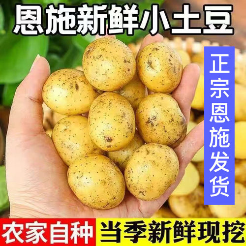 2025新鲜黄皮黄心土豆新鲜现挖洋芋马铃薯蔬菜农家批发