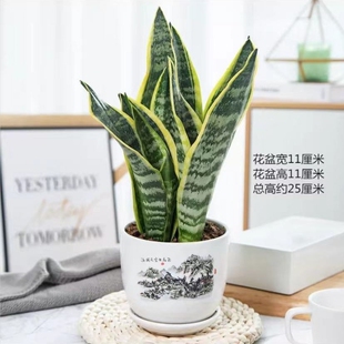 金边虎皮兰四季多肉植物好养活室内绿植盆栽虎尾客厅精品阳台陶瓷