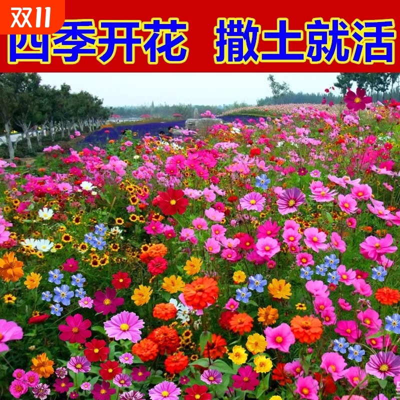 耐寒矮生四季波斯菊种子野花组合格桑花籽庭院室外百日草开花种植