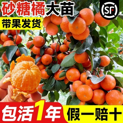 沙糖桔树苗地栽盆栽南方北方种植橘子树苗柑桔果树果苗嫁接砂糖橘