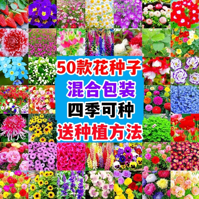 花种籽子四季播种开花凤仙花向日葵种孑易活室内外盆栽太阳花种子
