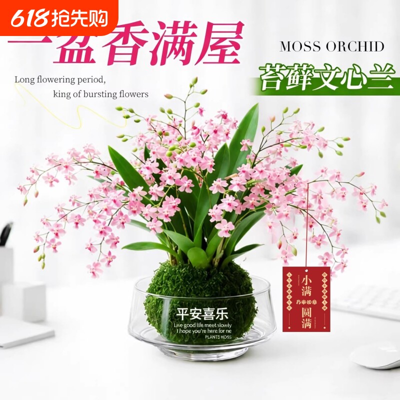 多色可选浓香好养香水文心兰梦香冬带花苞室内可水培耐阴绿植花卉