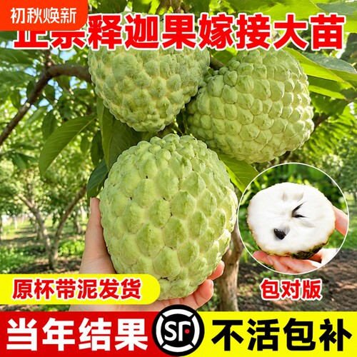释迦果苗嫁接台湾凤梨释迦苗特大牛奶释迦番荔枝林檎南北方果树苗