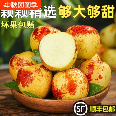 正宗冬枣新鲜大枣当季现摘现发脆甜鲜果青枣整箱产地直发