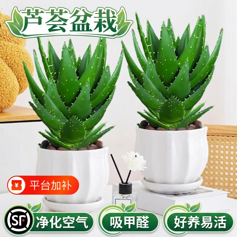 芦荟绿植物大盆栽植物室内大型多肉吸甲醛四季花卉仙人掌阳台好养