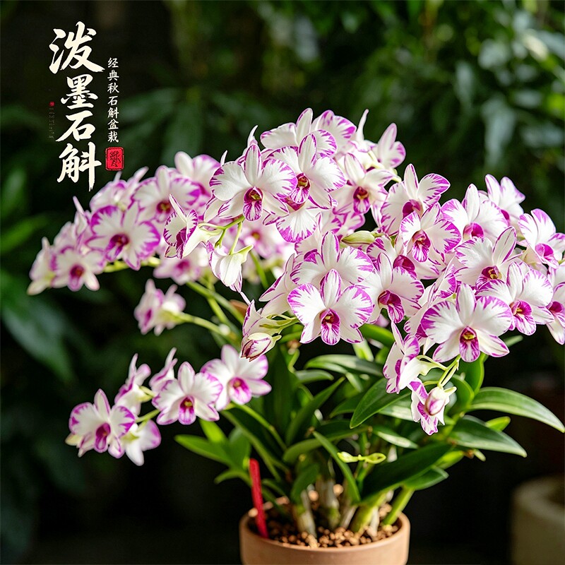 名贵秋石斛白泼墨盆栽带花苞兰花苗窗台室内外好养护盆栽花卉绿植图片